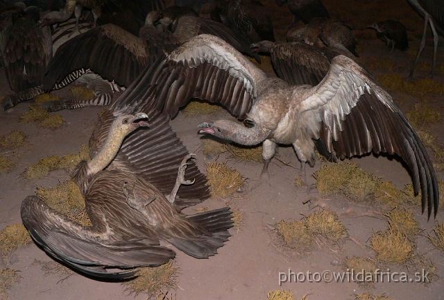 Picture 201.jpg - Fighting vultures.
